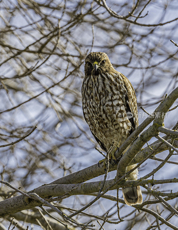 库珀鹰(Accipiter cooperii)，也被称为库珀鹰，是一种原产于北美大陆的中型鹰。萨克拉门托国家野生动物保护区，萨克拉门托山谷，加利福尼亚州